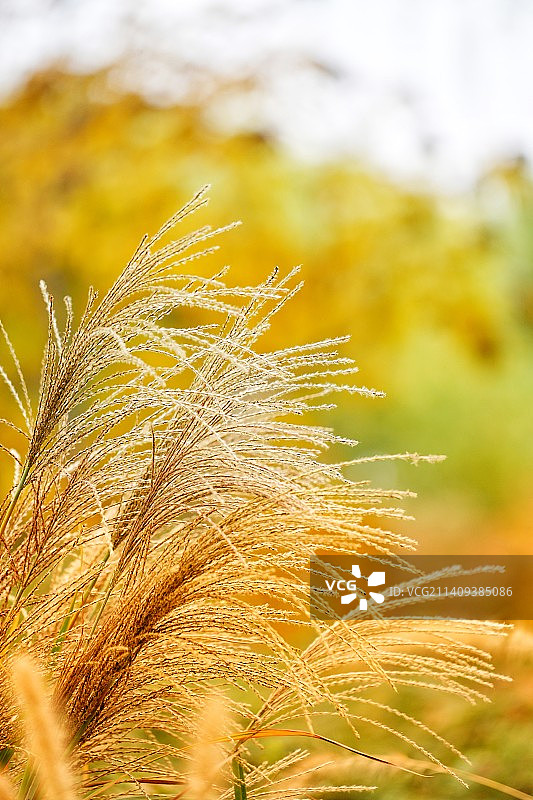 玉渊潭秋色图片素材