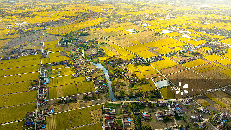 里下河的稻浪图片素材