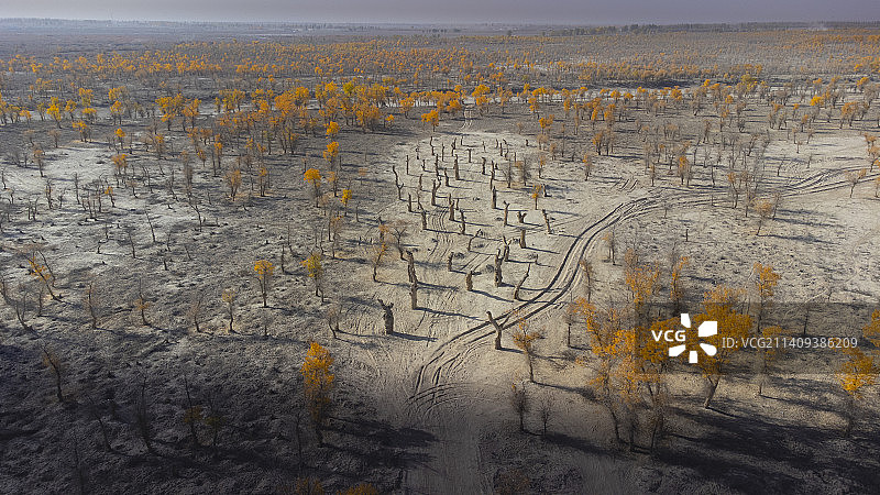 新疆胡杨风景图片素材