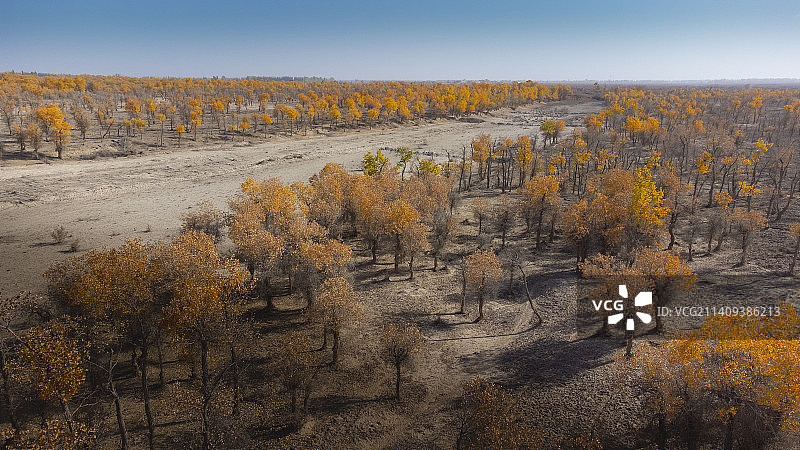新疆胡杨风景图片素材