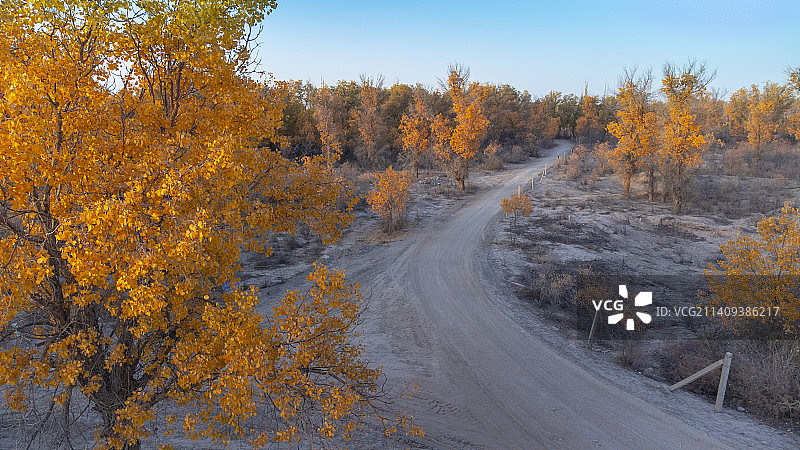 新疆胡杨风景图片素材