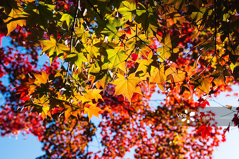北京红螺寺色彩缤纷的枫叶图片素材