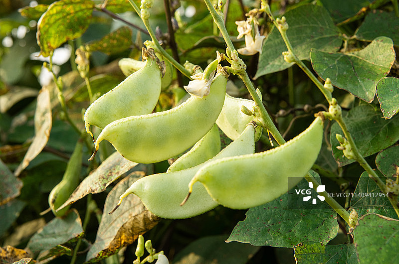 生长的扁豆角图片素材