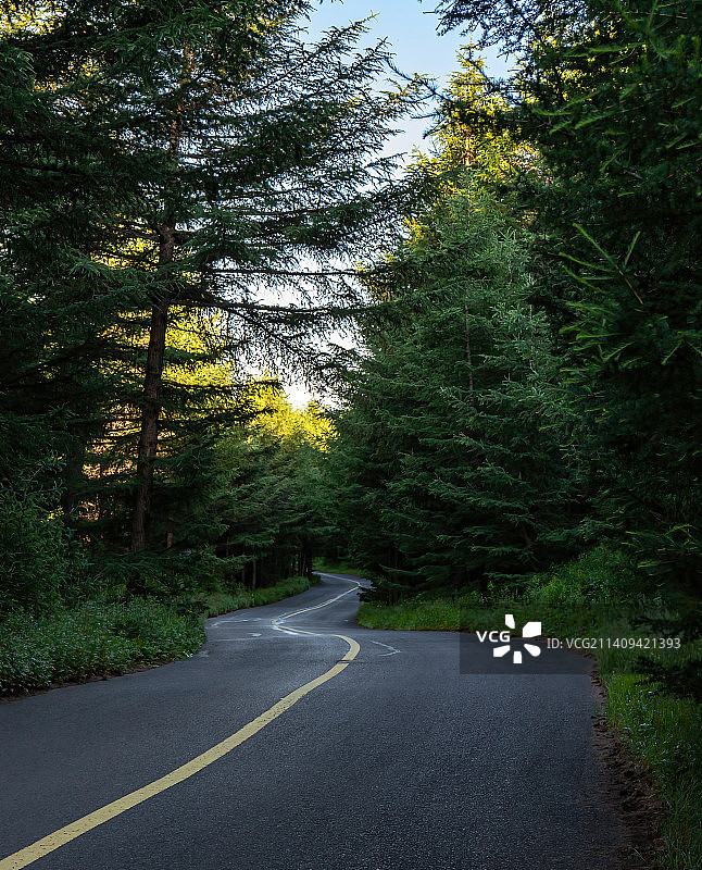 森林公路图片素材