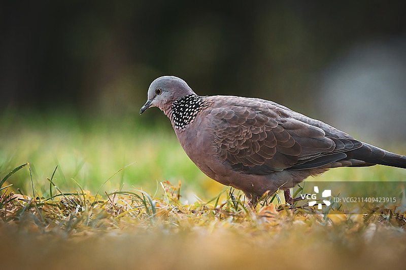珍珠衫图片素材