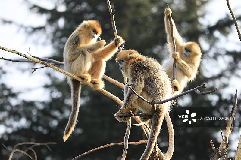 秦岭树上玩耍的金丝猴图片素材