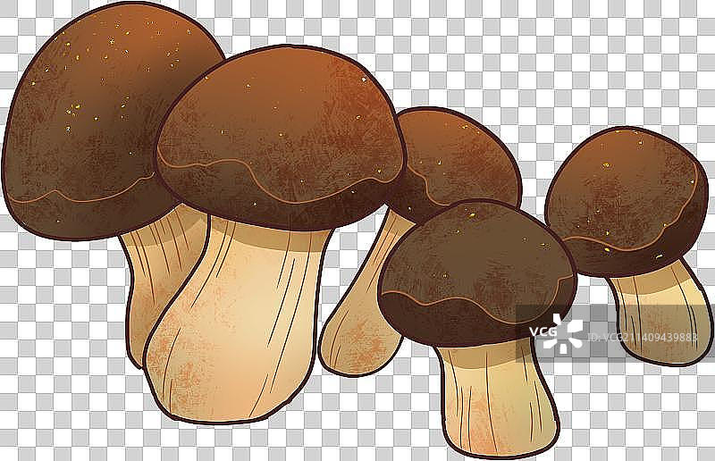 一组松茸图片素材