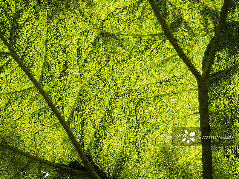 英国湖区温德米尔Holehird花园的逆光大王叶图片素材