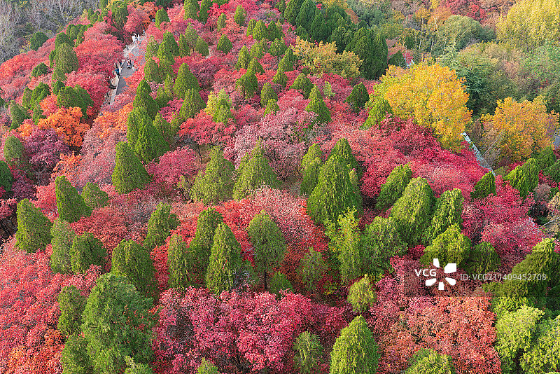 山东济南红叶谷生态旅游区秋季森林红叶景观图片素材