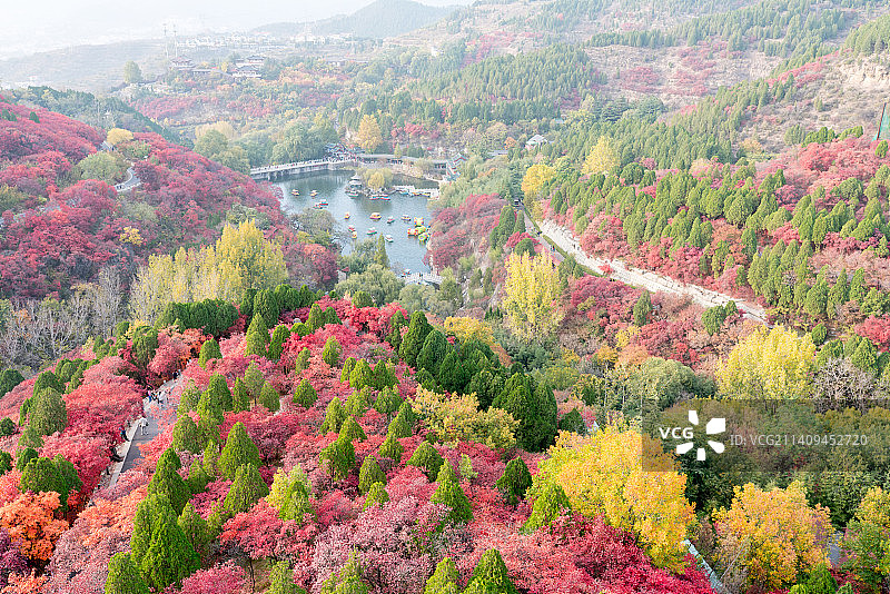 山东济南红叶谷生态旅游区秋季森林红叶景观图片素材