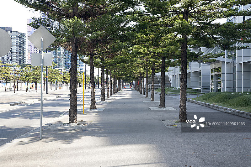 海港滨海广场人行道两旁的棕榈树图片素材
