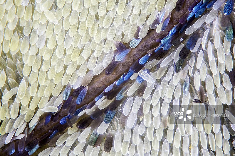 蝴蝶翅膀图片素材