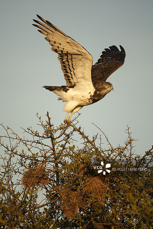 肯尼亚的黑胸蛇雕图片素材