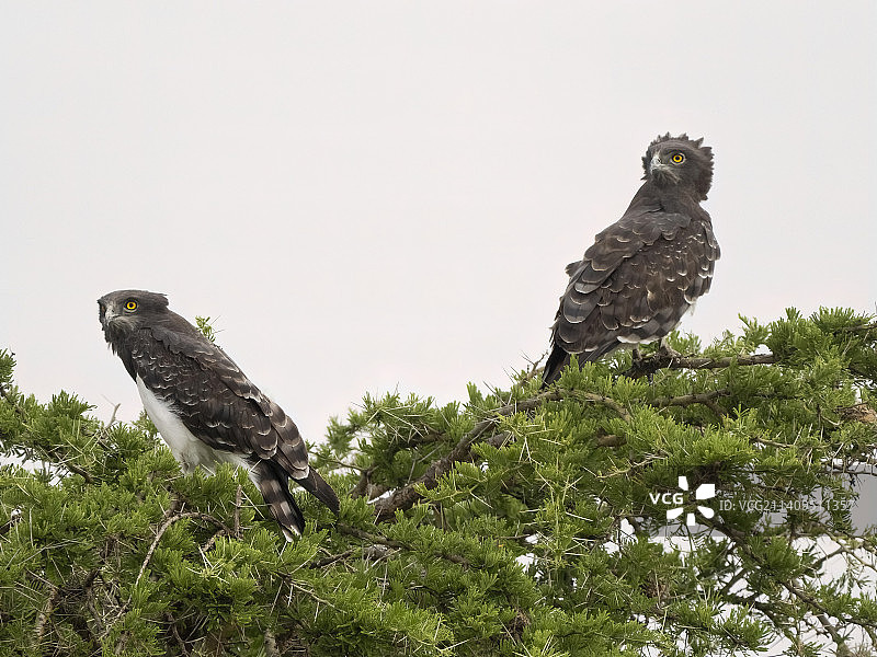 坦桑尼亚的黑胸蛇雕图片素材