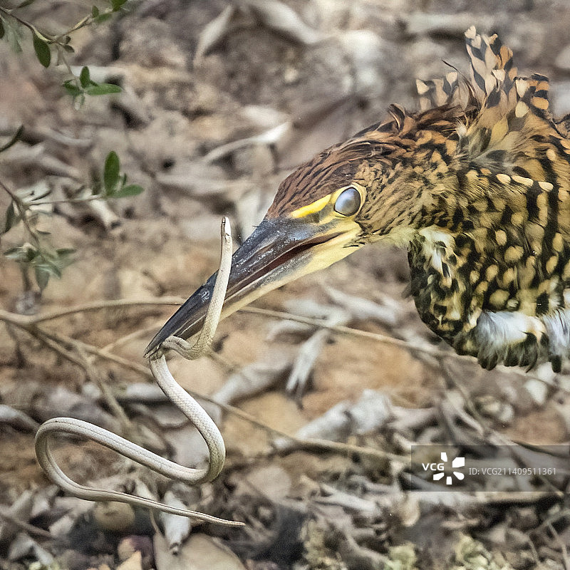 红虎鹭在巴西吃蛇图片素材