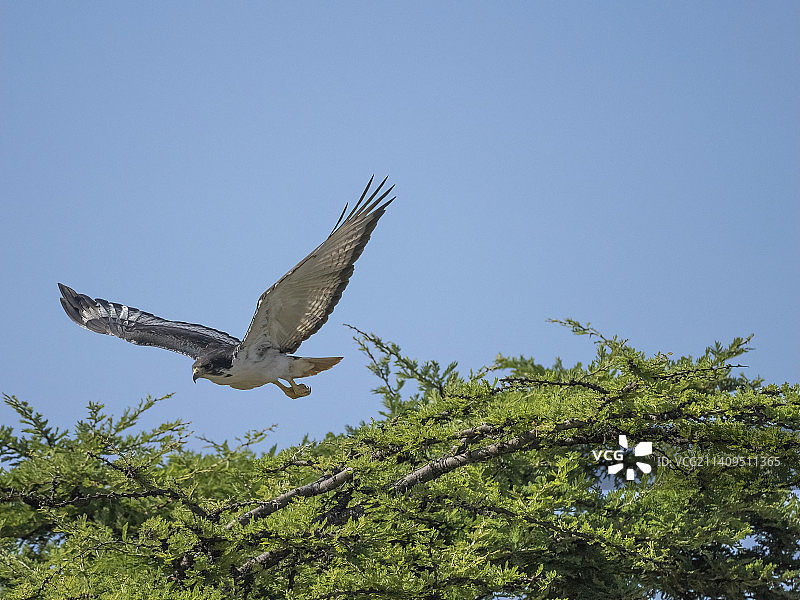 坦桑尼亚的草原鵟图片素材