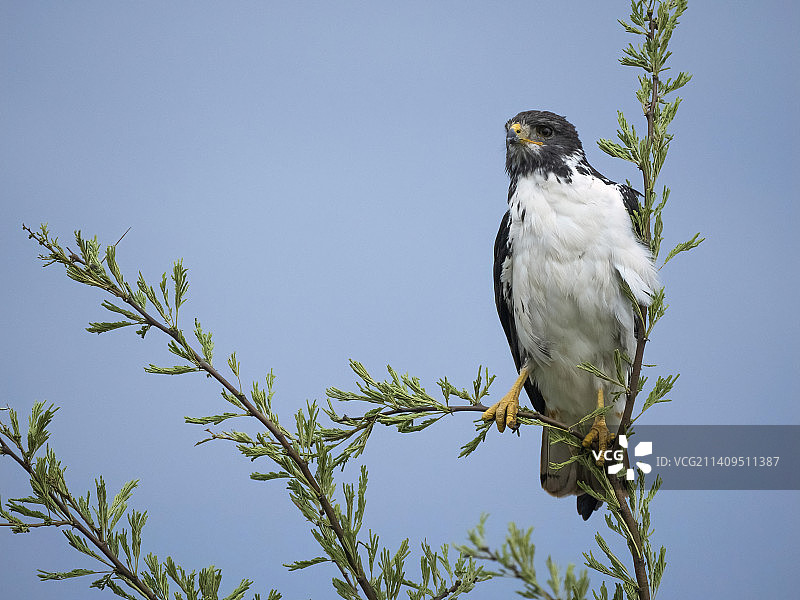 坦桑尼亚的草原鵟图片素材
