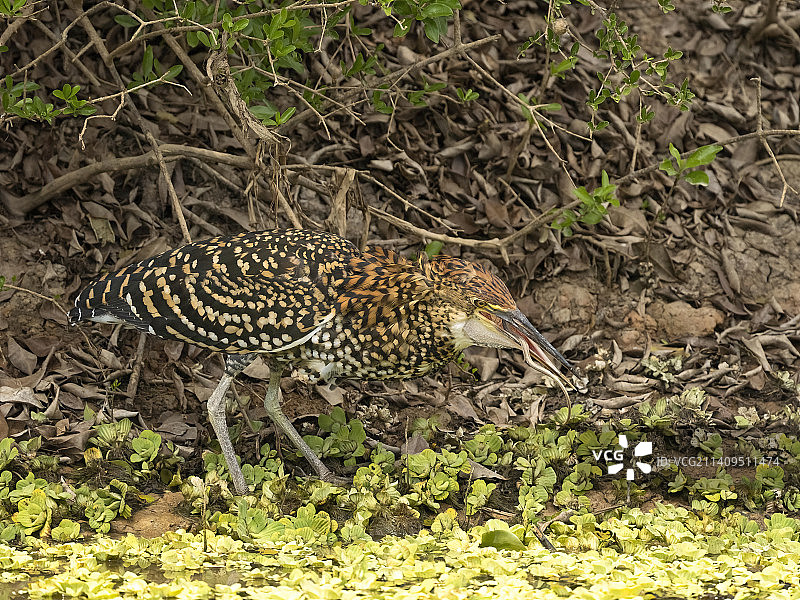 红虎鹭在巴西吃蛇图片素材