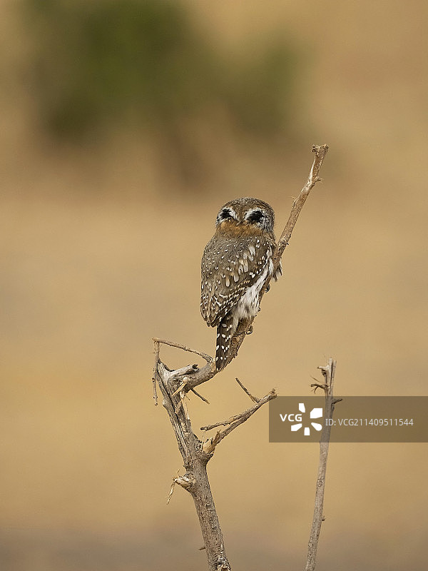 坦桑尼亚的珍珠斑小鸮图片素材