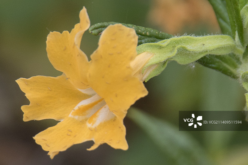 黏毛猴面花图片素材