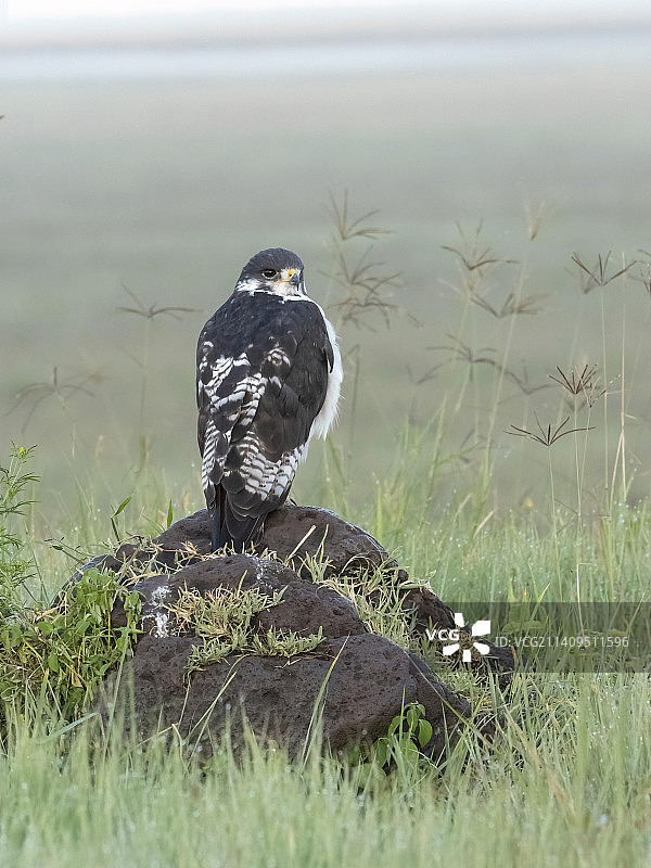 坦桑尼亚的草原鵟图片素材
