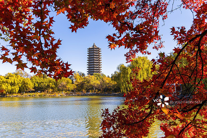 秋天枫树红叶中的北京大学未名湖博雅塔图片素材