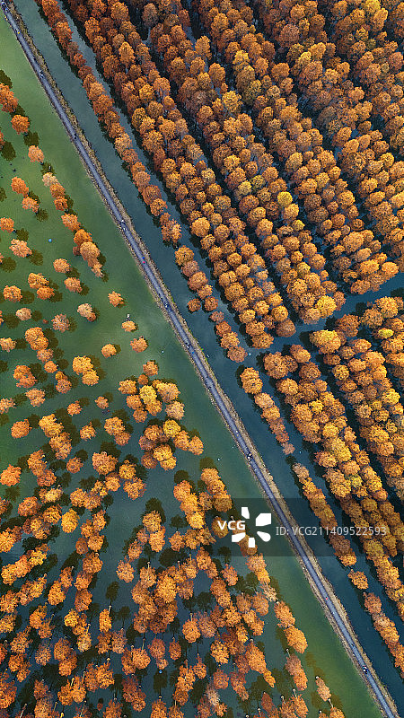 林场秋天航拍森林小树林图片素材