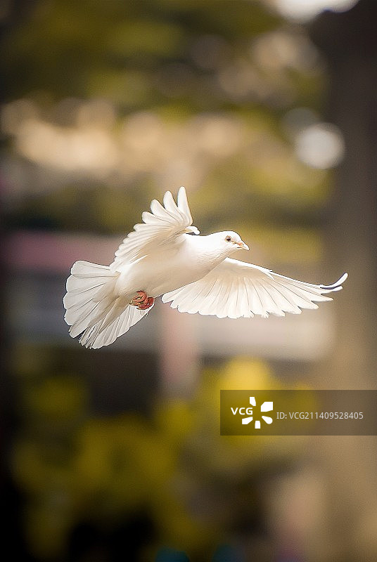 和平鸽图片素材