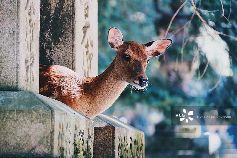 林深时见鹿图片素材