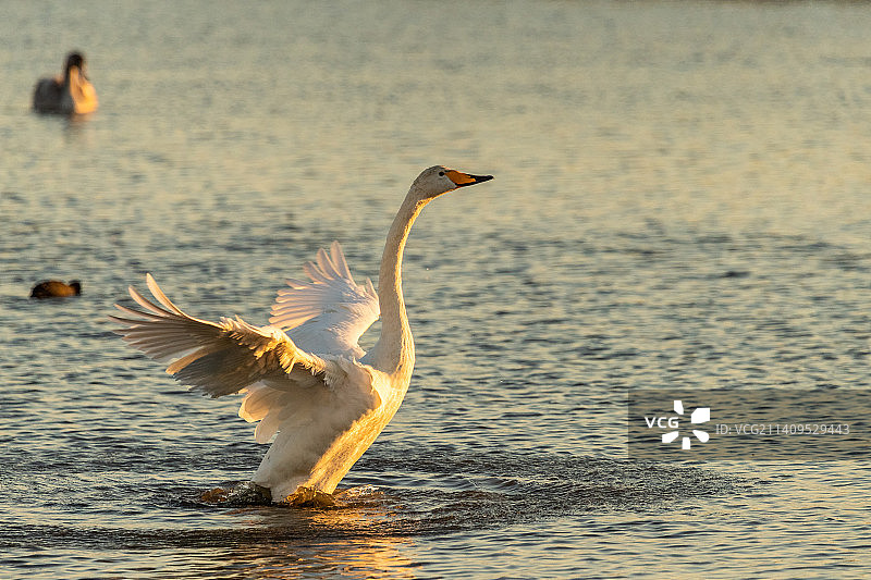 大天鹅图片素材