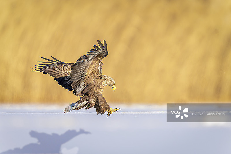 白尾海雕图片素材