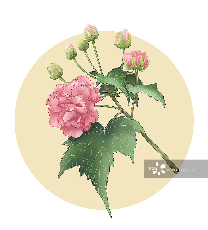 芙蓉花写实风格插画图片素材