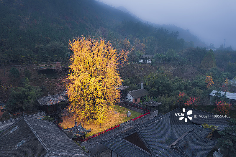 金秋时节，西安观音禅寺的千年古银杏树图片素材