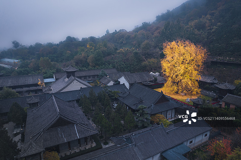 金秋时节，西安观音禅寺的千年古银杏树图片素材