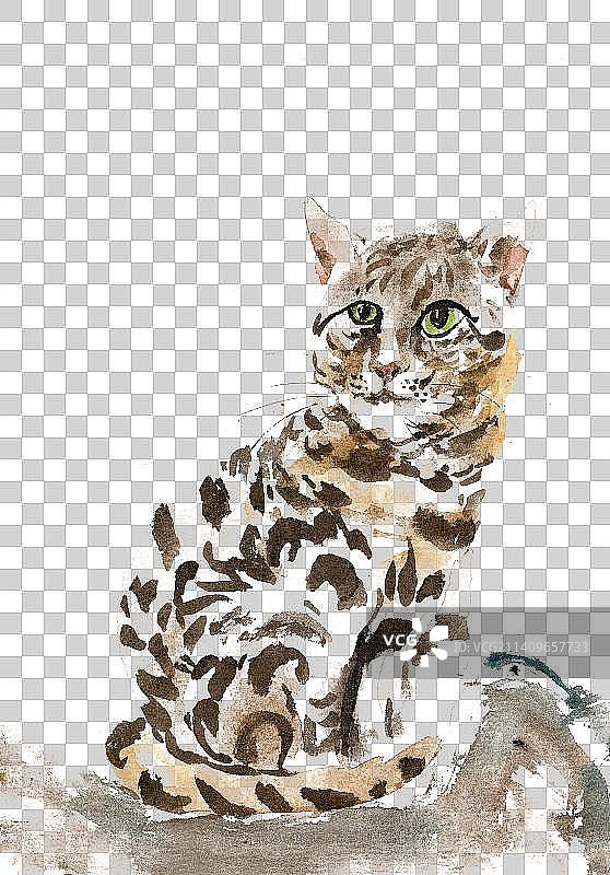 机灵的小猫图片素材