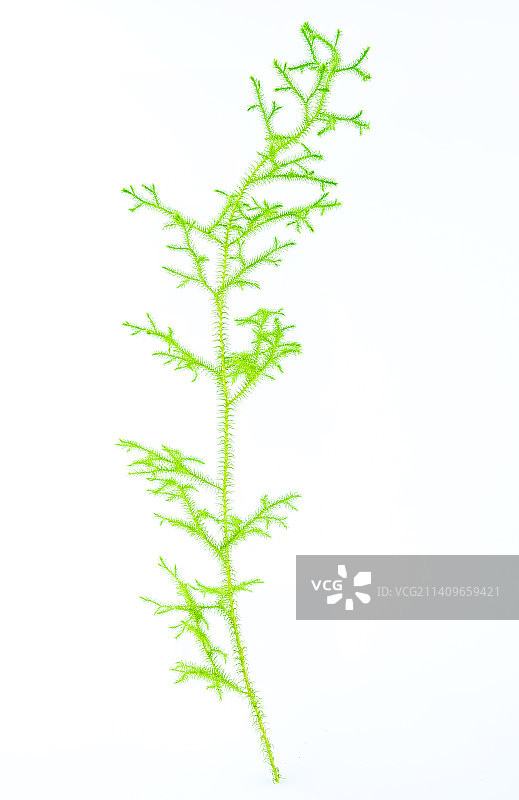 白背景上一棵新鲜中草药伸筋草图片素材