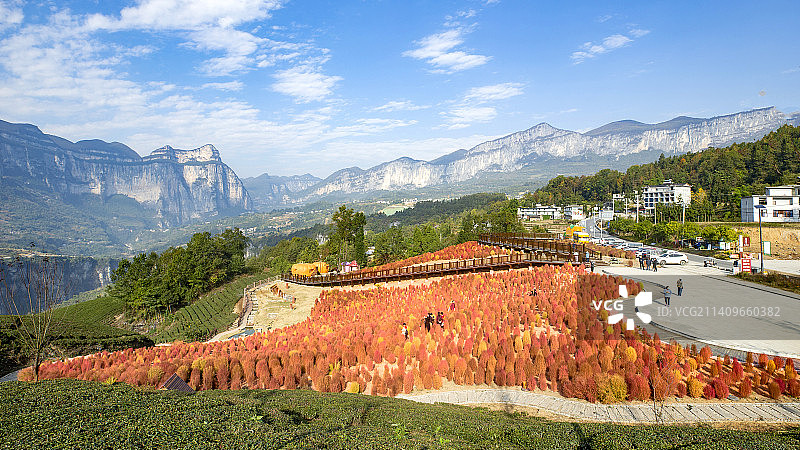 山野里的地肤草图片素材