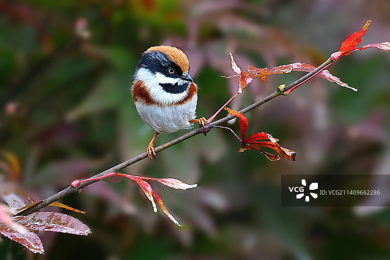 小山雀图片素材