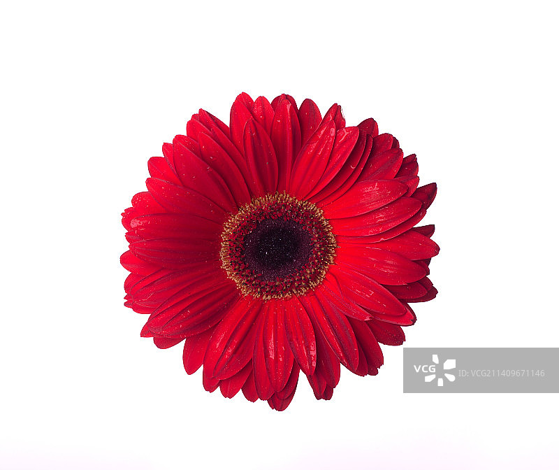 非洲菊图片素材