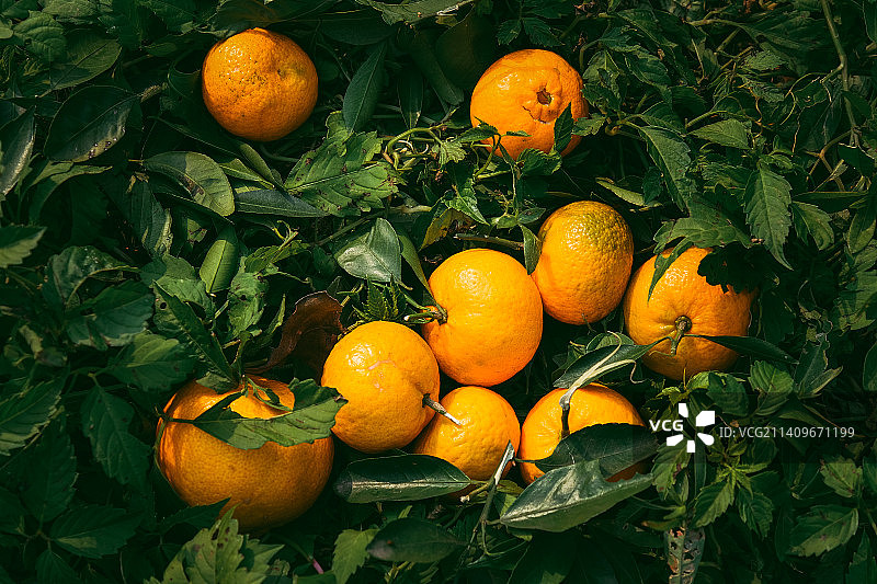 秋天就应该是金黄色的图片素材