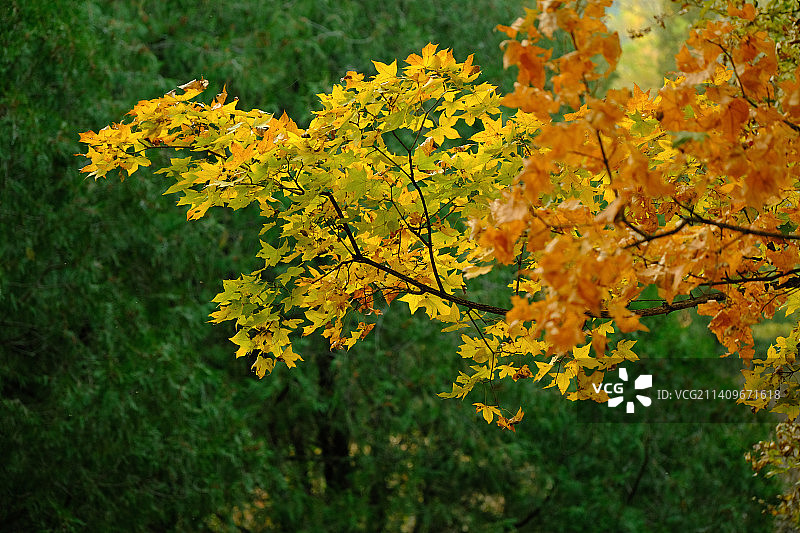 红叶与黄叶图片素材