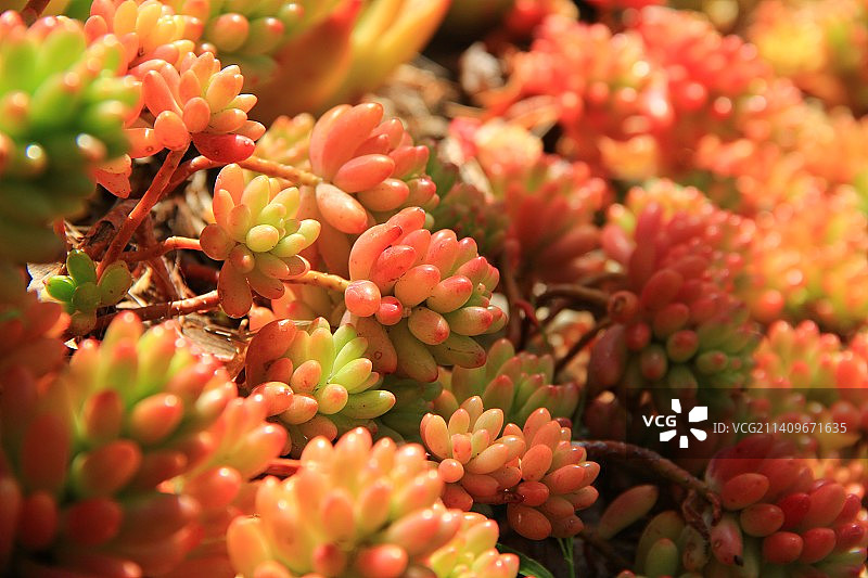 多肉植物图片素材