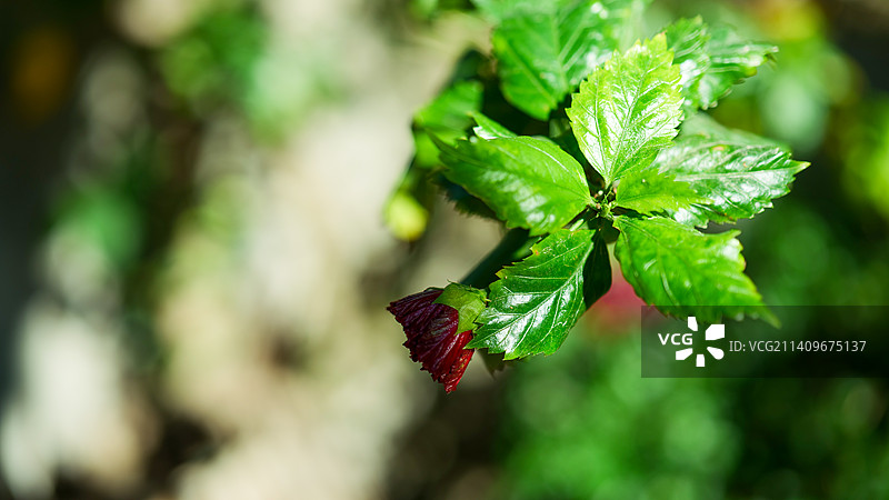 阳光斑驳花开间图片素材