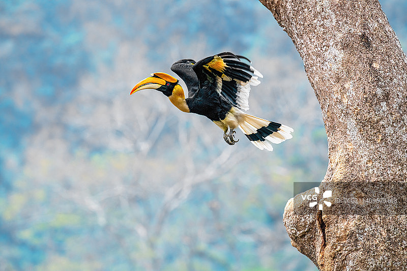 双头犀鸟图片素材