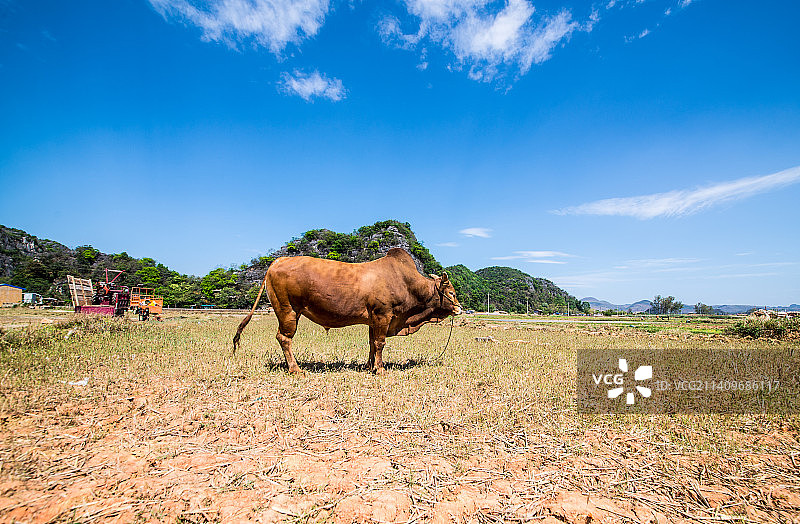 老黄牛图片素材