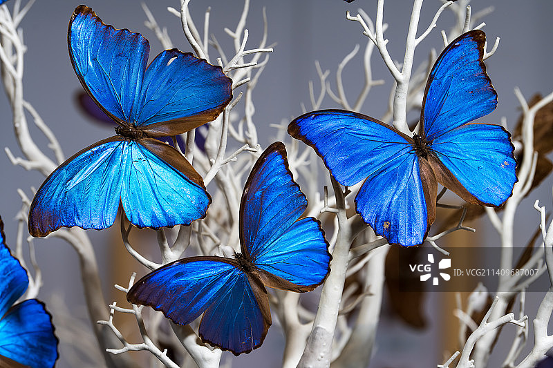 亚洲中国河南省郑州市蓝闪蝶标本图片素材