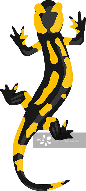 白色背景上的火蜥蜴图片素材