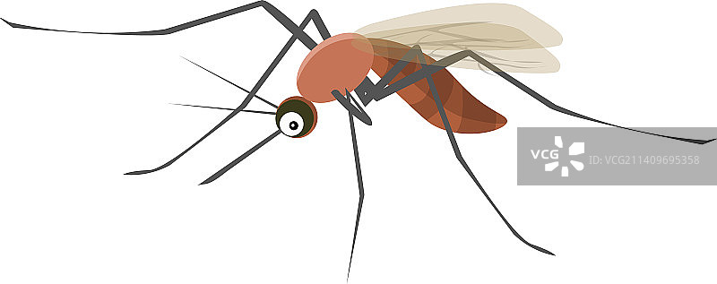 白色背景上的大蚊子图片素材