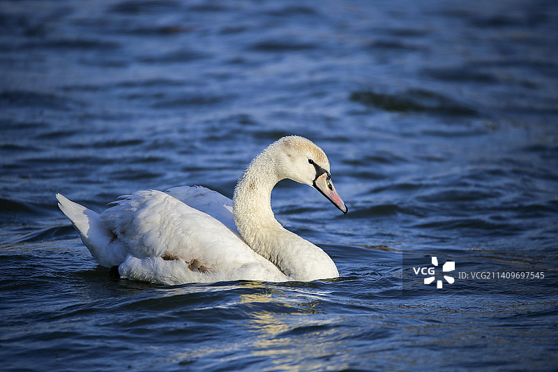 疣鼻天鹅图片素材