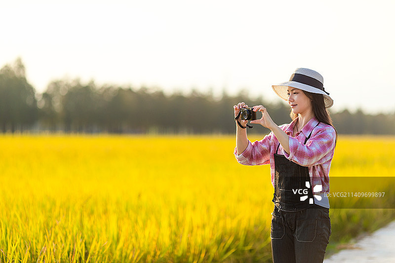 秋天金黄色稻田里一名中国美女在拍照图片素材